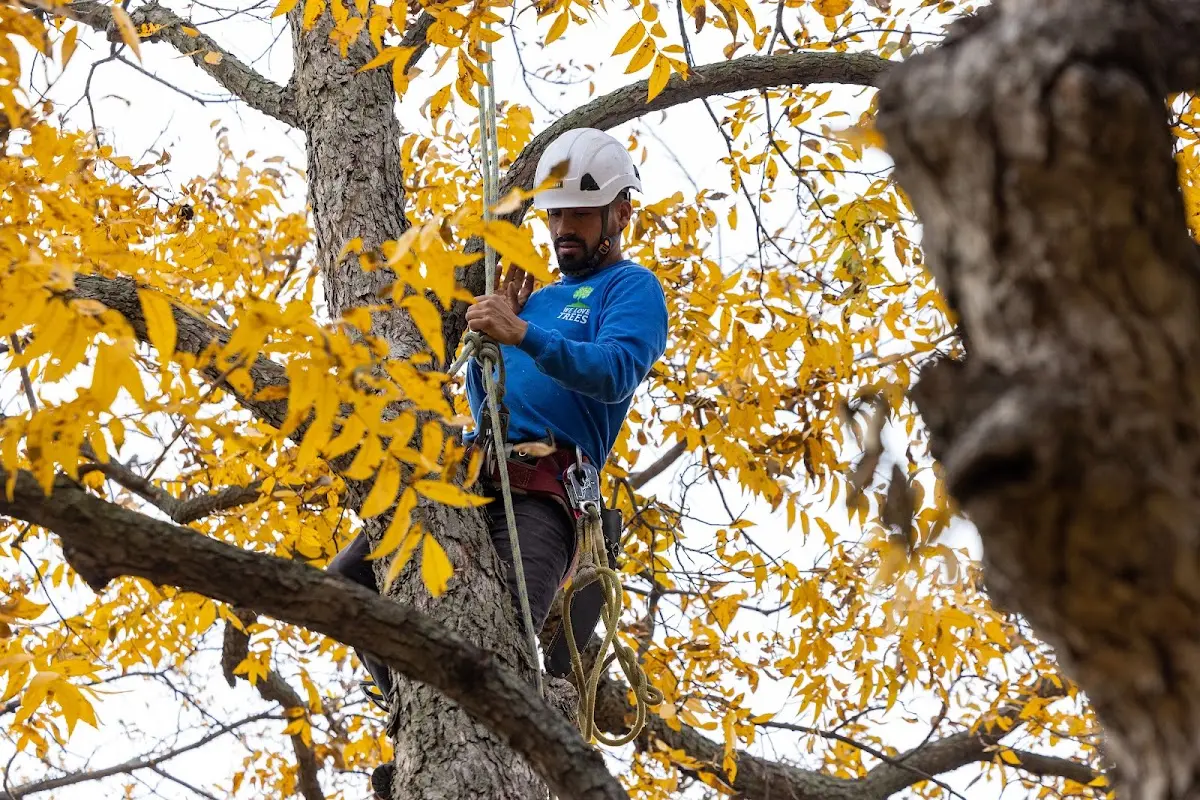 Skilled Tree Pruning crew working in Lynnville