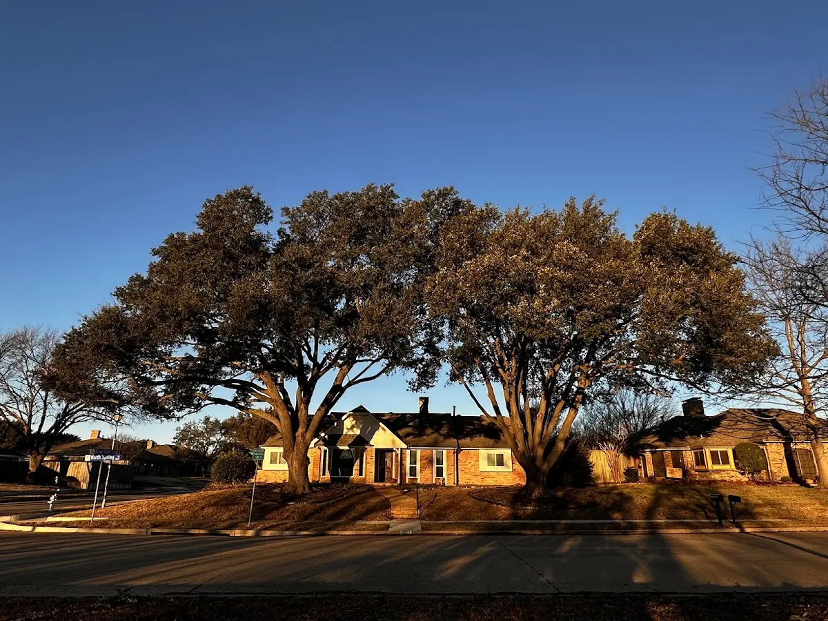 Established residential canopy tree shading a home in Lynnville